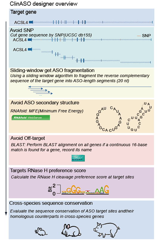 Gapmer ASO Designer Overview